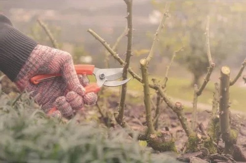 Tesoura de Poda com Lâmina Metálica e Cabo Plástico - Tramontina