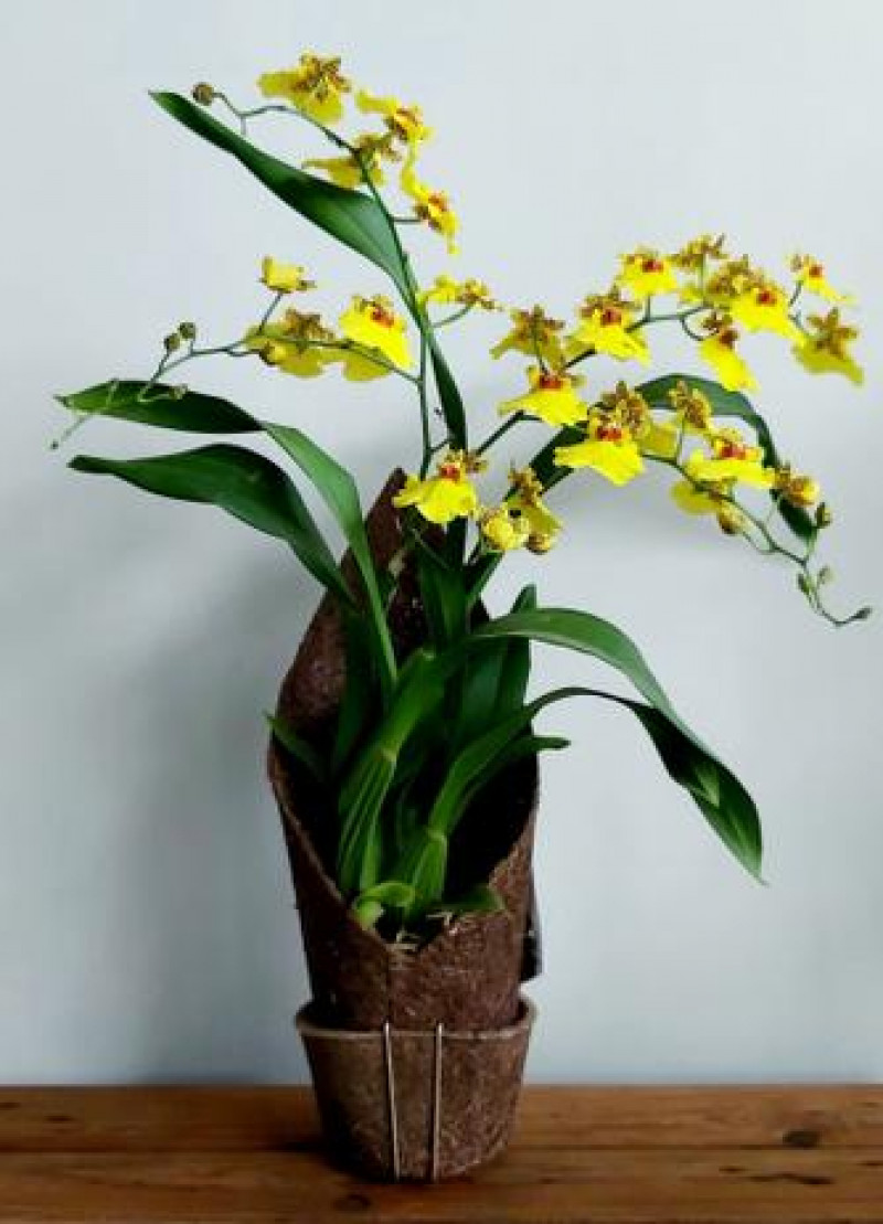 Vaso de Flores com Fibra de Coco Kopin 8013 - Coquim